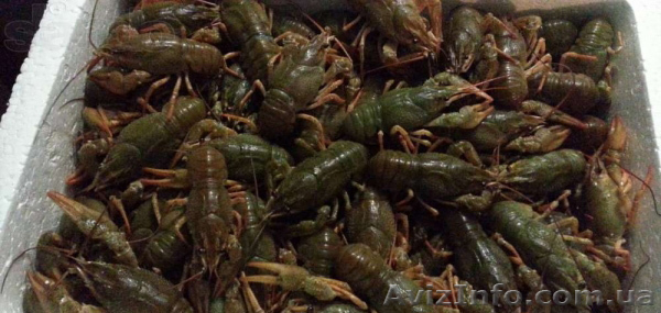 Живые Раки с бесплатной доставкой в Киеве: 90, 140 и 170 грн. - <ro>Изображение</ro><ru>Изображение</ru> #1, <ru>Объявление</ru> #952672