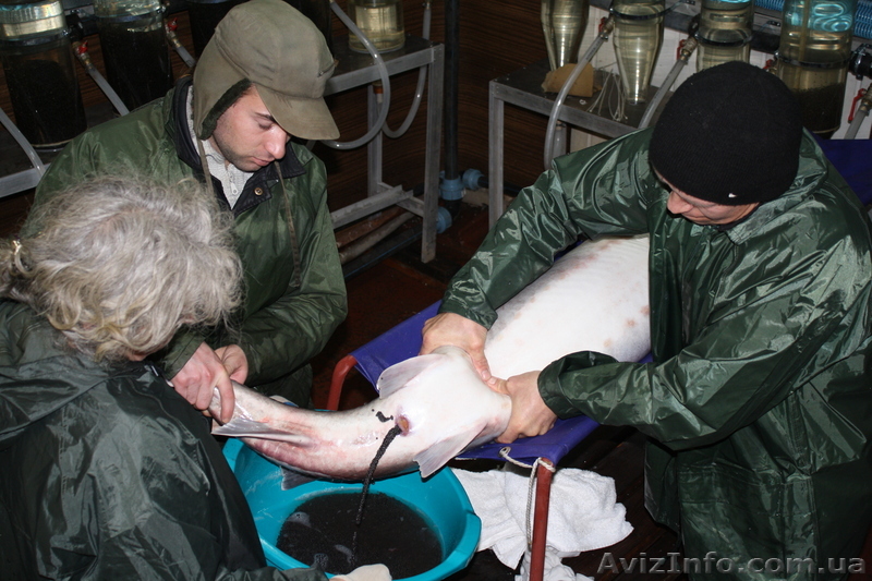 Рыбопосадочный материал осетровых - <ro>Изображение</ro><ru>Изображение</ru> #1, <ru>Объявление</ru> #966894