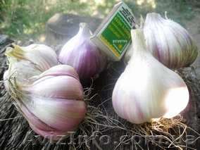 Продажа семян чеснока сорт Софиевский - <ro>Изображение</ro><ru>Изображение</ru> #1, <ru>Объявление</ru> #954692
