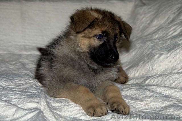 Щенки овчарки зонарного окраса - <ro>Изображение</ro><ru>Изображение</ru> #1, <ru>Объявление</ru> #955053
