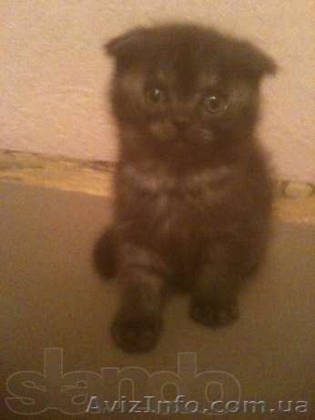 Шотландский вислоухий мальчик шоу класса - <ro>Изображение</ro><ru>Изображение</ru> #1, <ru>Объявление</ru> #979193