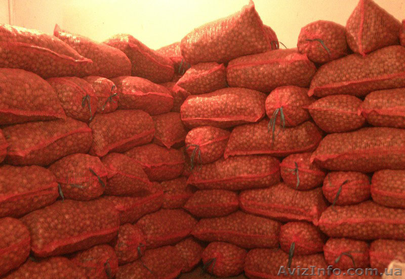 Грецкий орех оптом бойный! - <ro>Изображение</ro><ru>Изображение</ru> #1, <ru>Объявление</ru> #978519