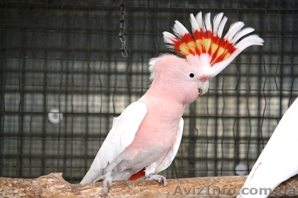 Какаду-инка – ручной самец - <ro>Изображение</ro><ru>Изображение</ru> #1, <ru>Объявление</ru> #974434