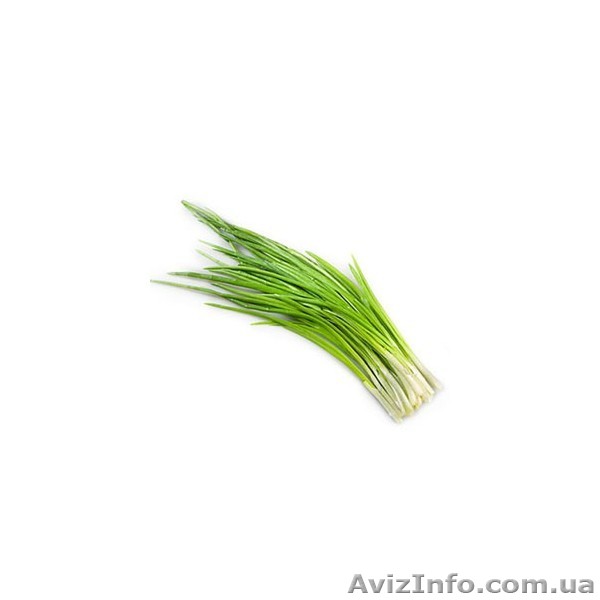 Зелень опт Ураина - <ro>Изображение</ro><ru>Изображение</ru> #1, <ru>Объявление</ru> #975832