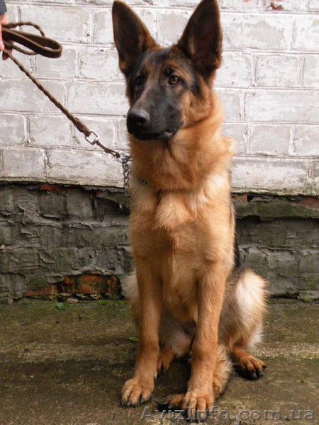 немочка с родословной - <ro>Изображение</ro><ru>Изображение</ru> #1, <ru>Объявление</ru> #972017