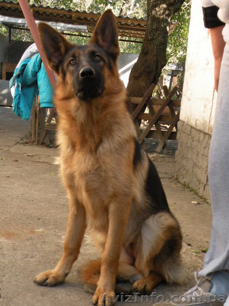 подрощенный щенок 8 месяцев с документами - <ro>Изображение</ro><ru>Изображение</ru> #1, <ru>Объявление</ru> #974429