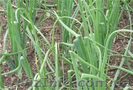   Аренда   теплиц   - <ro>Изображение</ro><ru>Изображение</ru> #1, <ru>Объявление</ru> #976360