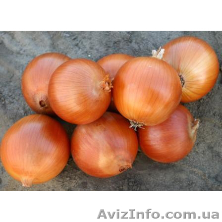 Продам Лук из Молдовы - <ro>Изображение</ro><ru>Изображение</ru> #1, <ru>Объявление</ru> #983914