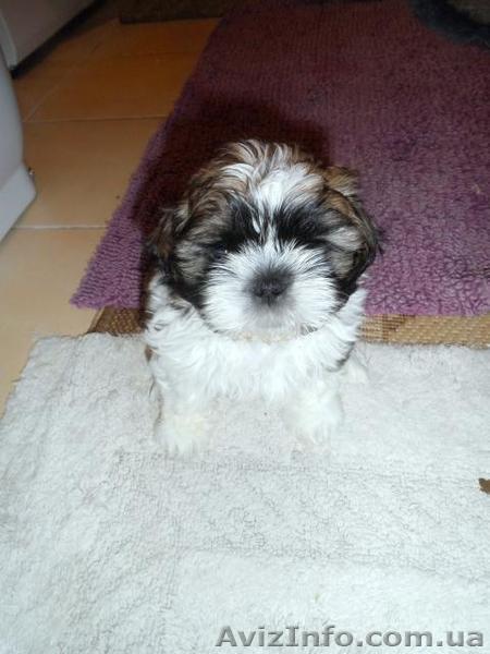 Продам маленьких  ши-тцу - <ro>Изображение</ro><ru>Изображение</ru> #1, <ru>Объявление</ru> #1000208