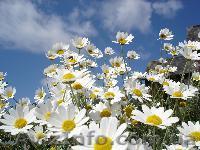 Срочно продам участок 0,15 га в с.Гоголев - <ro>Изображение</ro><ru>Изображение</ru> #1, <ru>Объявление</ru> #1000274