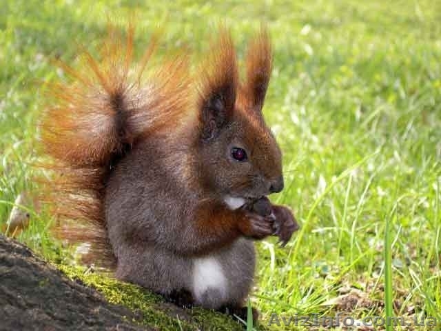 Продается белка, ручные  бельчата   - <ro>Изображение</ro><ru>Изображение</ru> #1, <ru>Объявление</ru> #995422