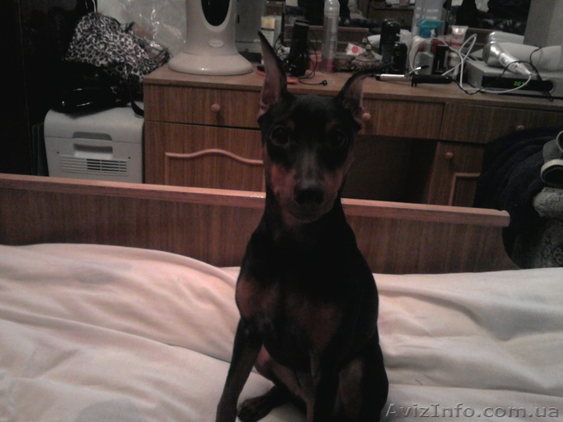 щенки цвергпинчера мини доберманчики - <ro>Изображение</ro><ru>Изображение</ru> #1, <ru>Объявление</ru> #987025