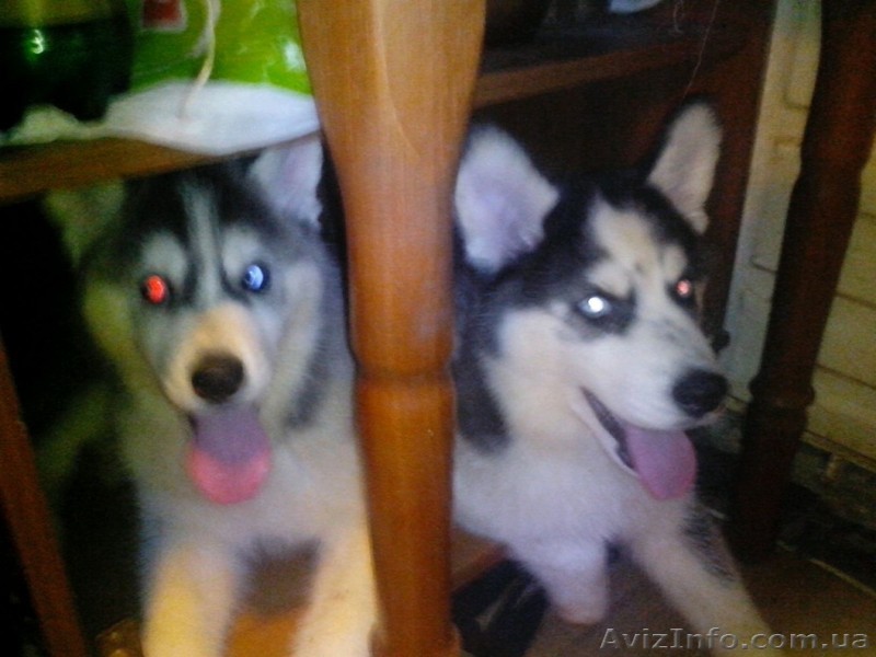 Щенки хаски голубоглазые из питомника.Срочно! - <ro>Изображение</ro><ru>Изображение</ru> #1, <ru>Объявление</ru> #985935