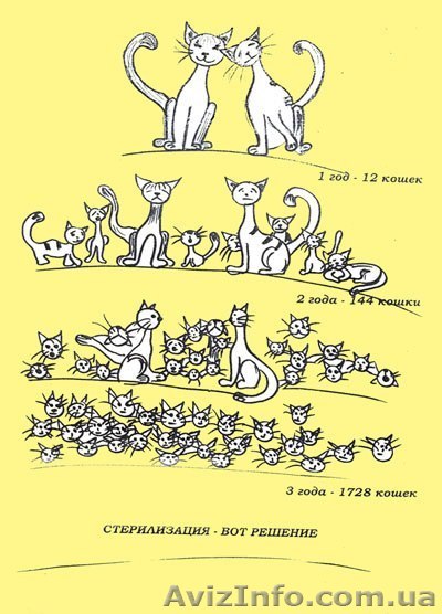 Стерилизация животных по льготам - <ro>Изображение</ro><ru>Изображение</ru> #1, <ru>Объявление</ru> #993477
