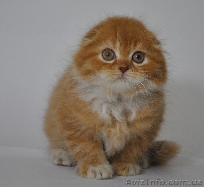 Котик, хайленд-фолд из питомника - <ro>Изображение</ro><ru>Изображение</ru> #1, <ru>Объявление</ru> #1006924