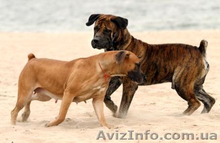 бурбуль для племенного разведения - <ro>Изображение</ro><ru>Изображение</ru> #1, <ru>Объявление</ru> #1002483