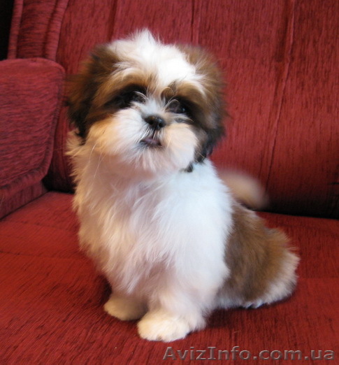 маленькие  щенки ши-тцу.  - <ro>Изображение</ro><ru>Изображение</ru> #1, <ru>Объявление</ru> #1009547