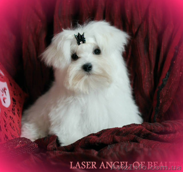 Мальтезе, щенки мальтийской болонки - <ro>Изображение</ro><ru>Изображение</ru> #1, <ru>Объявление</ru> #1007589