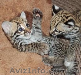 Саванна, Бенгалия и Марги и оцелот котят - <ro>Изображение</ro><ru>Изображение</ru> #1, <ru>Объявление</ru> #1003112