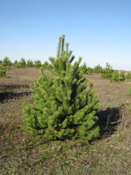 Сосна свежесрубленная - <ro>Изображение</ro><ru>Изображение</ru> #1, <ru>Объявление</ru> #1002947