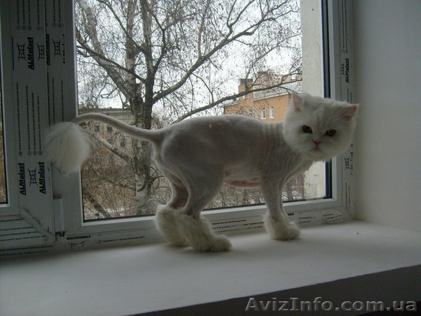 стрижка котов и собак - <ro>Изображение</ro><ru>Изображение</ru> #1, <ru>Объявление</ru> #1005308