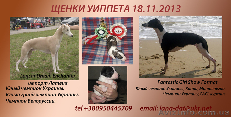 Уиппет - малая англ. борзая щенки! - <ro>Изображение</ro><ru>Изображение</ru> #1, <ru>Объявление</ru> #1006976