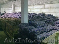 Предлагаем фуражный картофель разных сортов - <ro>Изображение</ro><ru>Изображение</ru> #1, <ru>Объявление</ru> #1022376