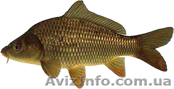 Продам живую рыбу оптом  - <ro>Изображение</ro><ru>Изображение</ru> #1, <ru>Объявление</ru> #1021781