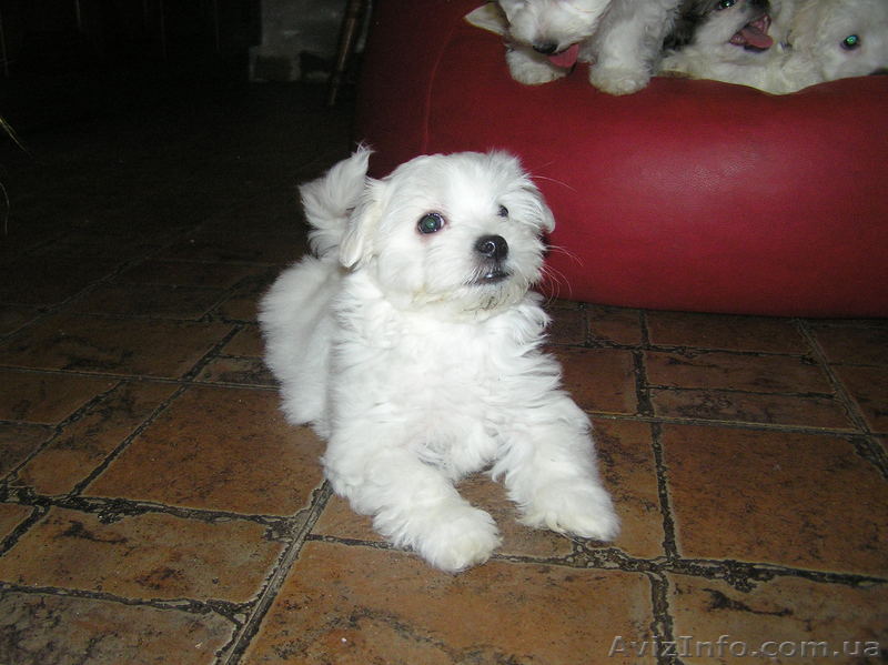 щенки мальтийской болонки - <ro>Изображение</ro><ru>Изображение</ru> #1, <ru>Объявление</ru> #1021175