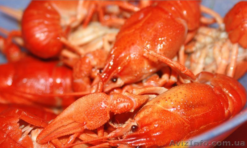 Доставка живых раков в Киеве по 110, 160 и 190 грн. - <ro>Изображение</ro><ru>Изображение</ru> #1, <ru>Объявление</ru> #1015340