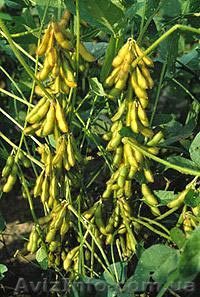 семена сои, ультра ранний сорт Легенда - <ro>Изображение</ro><ru>Изображение</ru> #1, <ru>Объявление</ru> #1027889