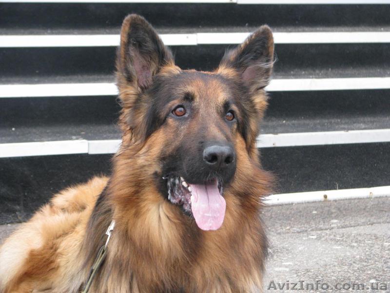 Немецкая Овчарка Длинношерстная. Кобель для вязки. - <ro>Изображение</ro><ru>Изображение</ru> #1, <ru>Объявление</ru> #1033835