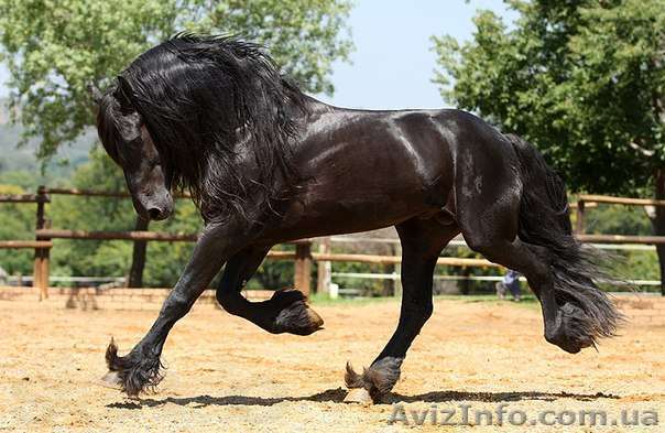 Лошади фризской породы, шайры, тинкеры. - <ro>Изображение</ro><ru>Изображение</ru> #1, <ru>Объявление</ru> #1043688