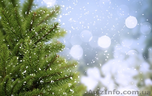 Ель зеленая.Киев. - <ro>Изображение</ro><ru>Изображение</ru> #1, <ru>Объявление</ru> #1046228