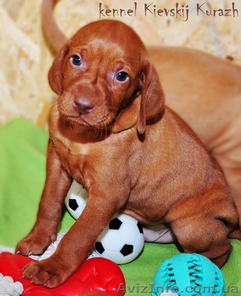 Щенки редкой, не многочисленной породы венгерская легавая(выжла) - <ro>Изображение</ro><ru>Изображение</ru> #1, <ru>Объявление</ru> #1048452