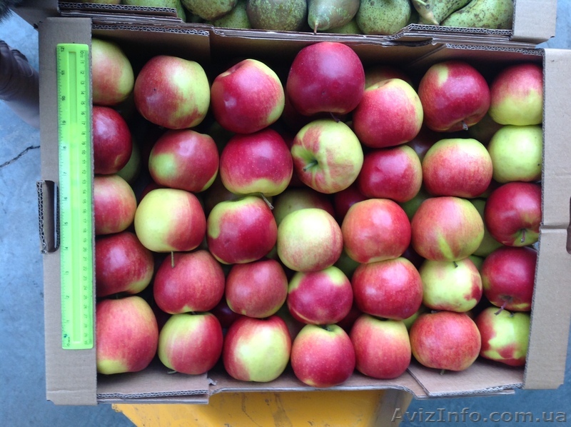 Продажа овощей, фруктов, зелени - <ro>Изображение</ro><ru>Изображение</ru> #1, <ru>Объявление</ru> #1033725