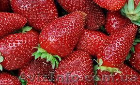 Рабочие на сбор клубники. - <ro>Изображение</ro><ru>Изображение</ru> #1, <ru>Объявление</ru> #1037522