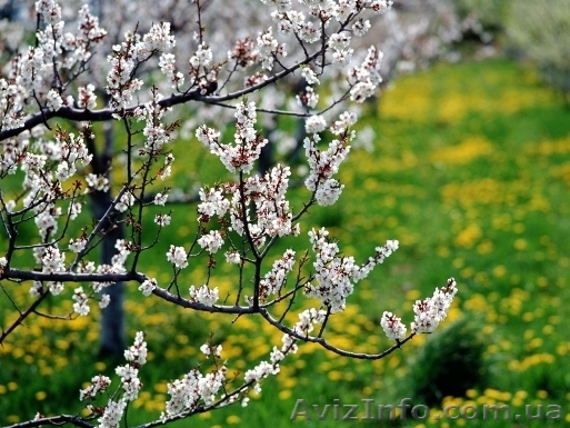 Комплексная подготовка сада к весне - <ro>Изображение</ro><ru>Изображение</ru> #1, <ru>Объявление</ru> #1040992