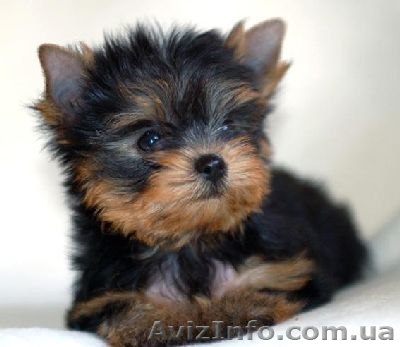 йоркширский терьер щеночек(мальчик) - <ro>Изображение</ro><ru>Изображение</ru> #1, <ru>Объявление</ru> #1046290