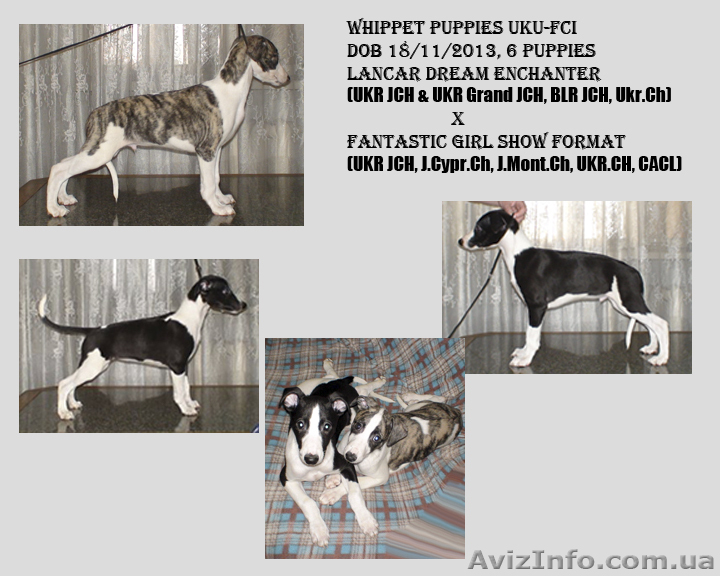 Щенки уиппета от титулованных родителей  - <ro>Изображение</ro><ru>Изображение</ru> #1, <ru>Объявление</ru> #1034281