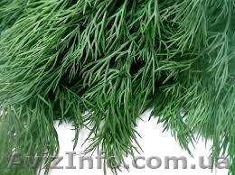 Куплю укроп оптом - <ro>Изображение</ro><ru>Изображение</ru> #1, <ru>Объявление</ru> #1037551