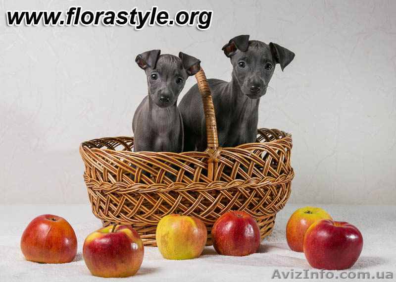 Щенки Левретки в питомнике Flora Style - <ro>Изображение</ro><ru>Изображение</ru> #1, <ru>Объявление</ru> #1055809