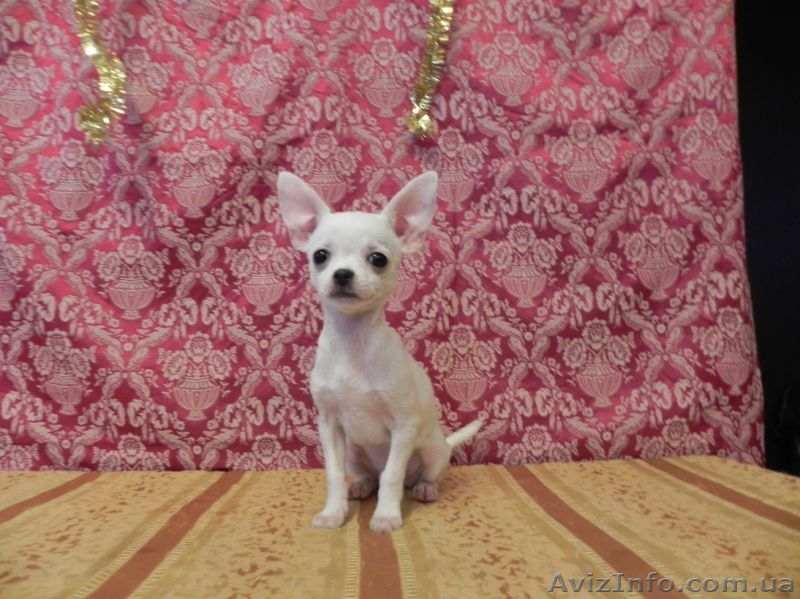 Чихуауха - лучший подарок для любимой - <ro>Изображение</ro><ru>Изображение</ru> #1, <ru>Объявление</ru> #1050532