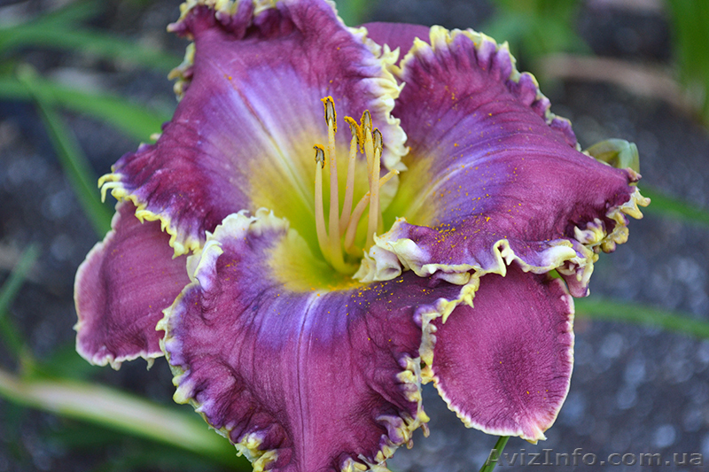 Лилейники сортовые эксклюзивные не дорого - <ro>Изображение</ro><ru>Изображение</ru> #1, <ru>Объявление</ru> #1052809