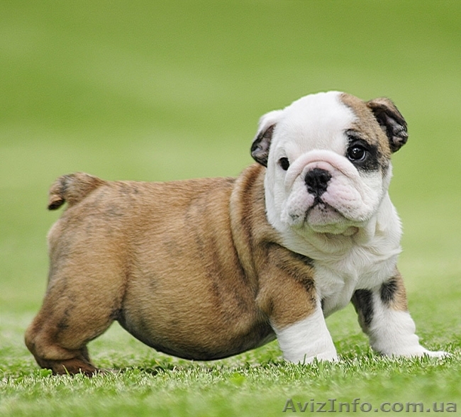 Английский бульдог щенки  - <ro>Изображение</ro><ru>Изображение</ru> #1, <ru>Объявление</ru> #1063684