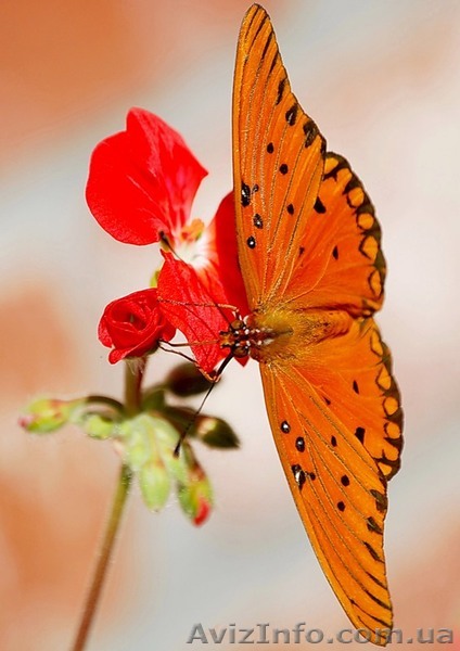 Возрождение тела - <ro>Изображение</ro><ru>Изображение</ru> #1, <ru>Объявление</ru> #1049235