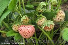 саженцы белой клубники Пайнберри - <ro>Изображение</ro><ru>Изображение</ru> #1, <ru>Объявление</ru> #1052408