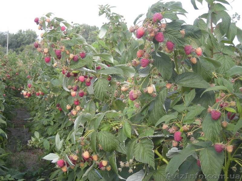 Саженцы малины сорта Херитейдж - <ro>Изображение</ro><ru>Изображение</ru> #1, <ru>Объявление</ru> #1055836