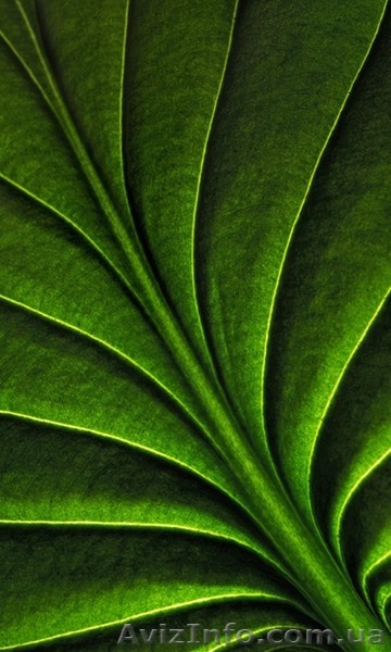 Продавец продовольственных товаров. - <ro>Изображение</ro><ru>Изображение</ru> #1, <ru>Объявление</ru> #1068444