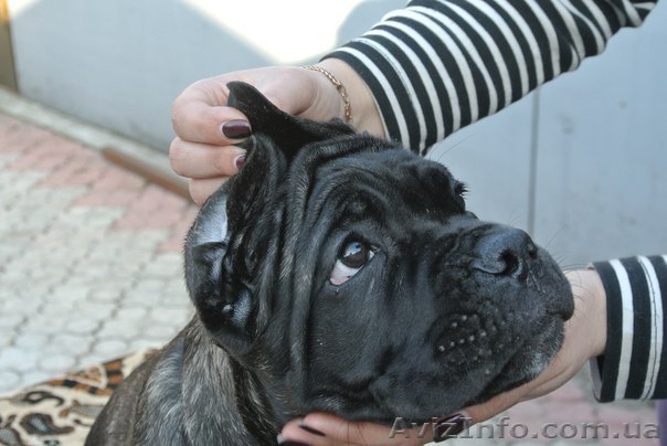 самый лучший охранник Кане Корсо - <ro>Изображение</ro><ru>Изображение</ru> #1, <ru>Объявление</ru> #1071522